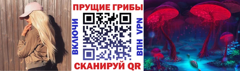 Галлюциногенные грибы Psilocybe  где купить   Ачхой-Мартан 